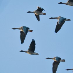 Gänse im Flug